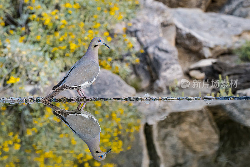 白翼鸽子(Zenaida asiatica)是一种鸽子，其本土范围从美国西南部延伸到墨西哥，中美洲和加勒比地区。索诺兰沙漠，亚利桑那州。在水中的倒影。